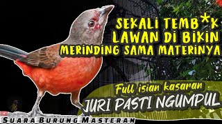 YANG BEGINI JURI PASTI NGUMPUL || BURUNG FULL ISIAN KASAR MASTERAN BURUNG FIGHTER