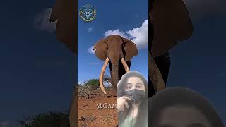 Small 2 big #animals #elephant #nature #turtle #youtubeshorts #viralvideo #youtubeshort #shortvideo