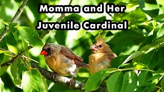 Young Cardinal With Its Mom Hopping In a Tree - Bird Sounds and Calls