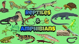 Reptiles and Amphibians explained with pictures | differences between Reptiles and Amphibians