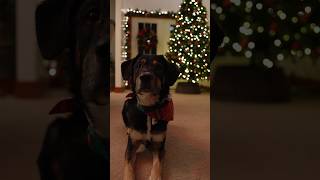 #dog struggles during Christmas