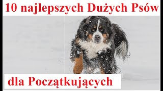 10 najlepszych Dużych Psów dla Początkujących