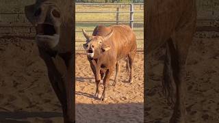 TOUROS DE RODEIO  DA CIA JK BUCKING BULLS