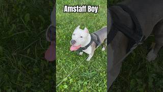 Амстафф Бой и посылка #amstaff #dog #амстафф #семья #собака #собаки #тренировка