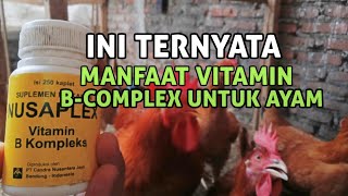 MANFAAT VITAMIN B COMPLEX UNTUK AYAM KAMPUNG