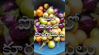 మన తోటలో కూరగాయలు || Vegetables Harvesting