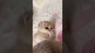 The Cutest Little Cat Moments You Can't Miss! 🐱✨ | Shorts #viral