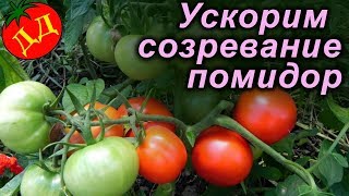 5 ПРИЕМОВ УСКОРЕНИЯ СОЗРЕВАНИЯ ПОМИДОР