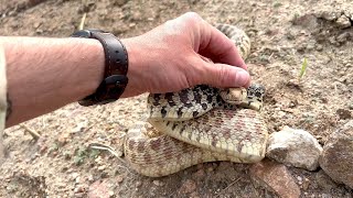 Just show it some love… | Bullsnake