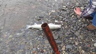 Chetco Steelhead / DJ Catch and Release 1-23-20