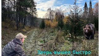 Сижу у медвежьей тропы под деревом. Зверь пришел очень быстро