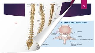 معاینه ستون فقرات