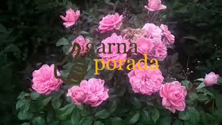 мои отзывы о розе berleburg castle rose