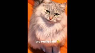 Funny Animals 2024 😂 - Funniest Cats and Dogs video 🐱 🐶 #shorts