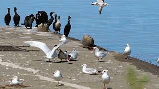 A Group of Caspian Terns Arguing Squawking Loudly - Bird Sounds and Calls