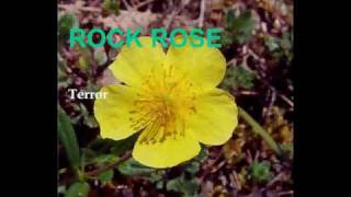 Rock Rose - Flores de Bach -  www.institutobach.com.ar