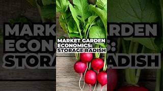 Market Garden Economics: Storage Radish 👀 #shorts #farming #radish