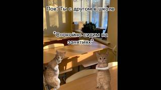 Случай в школе 😳 #cat#catmemes#catshorts#memes#cats#рекомендации#приколы#пжврек