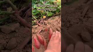 Sweet Potatoes Harvest. #harvest #harvesting #sweetpotatoes #moresubscribers2024 #morepublicwatchhou