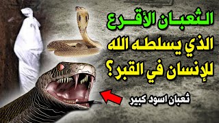 الثعبان الأقرع الذي يسلطه الله للإنسان في القبر؟ وكيف يخرج للإنسان في القبر ويعذبه؟ ثعبان اسود كبير!