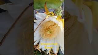 #dragon fruit flower #youtube shorts