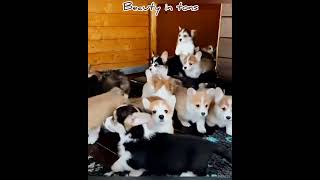 Cute  Corgi Puppies || Beauty In Tons 🐶🐶