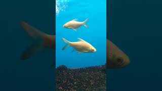 Underwater expo #fish #fishlover #subscribe #youtube #shortvideo #shortsfeed