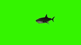 shark green screen effect