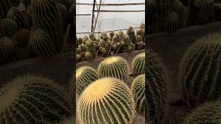 The Cactus #youtubeshorts #shortsvideo #shortsfeed