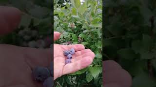 Picking blueberries