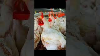 ऐसा पोल्ट्री फॉर्म आपने देखा नहीं होगा#poultry #shorts #Nudhir poultry