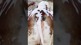 Alhumdullillah Qurbani 2k24 Amazing Cow🐄#cow #cowvideos #youtubeshorts #animals #shorts