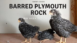 Barred Plymouth Rock: 6-Week-Old Chicks