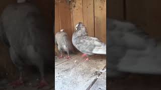 silver pigeon fancy video