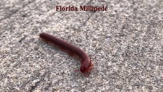 Florida Rusty Millipede