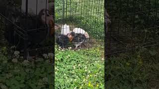 Strutting Baby Turkeys 😂 #cuteanimals #homesteading #funnyanimals #turkeyshorts