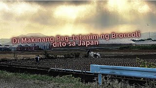 Di makinang Pag-tatanim ng broccoli dito sa Japan #agrijapan #broccoli #sanpangvlog