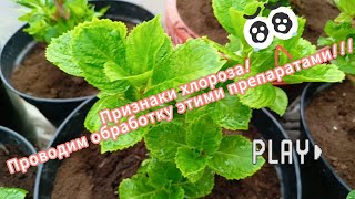 Без хлороза нам никак!!Помогаем нашим растюхам пережить эту маленькую напасть!😉