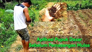 part #2 Budidaya Melon|| Aplikasi Pupuk Dasar Tanaman Melon agar pertumbuhan&Produksi Bisa Maksimal