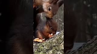 #Sciurus vulgaris #ognevvulgaris #ognevi #Sciurini #Eastern# gray squirrel