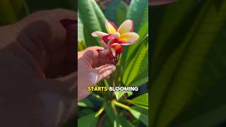 Plumeria Fun Fact! #texasgarden #plumeria #frangipani #texasgardeners #garden #tropicalplants