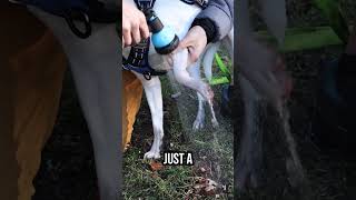 How to clean your dog and keep mud out of your car with RinseKit! #dogshower #dog #doglover