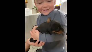 Cute dachshund gives 3yo a big hug 🤗🥰  #dachshund