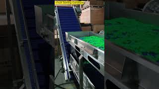 Fruit sorting conveyor, waterproof motor and machine frame. --Focus Machinery