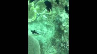 Snorkelling on Lengkuas island