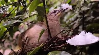 Feeding a Bird Mom and the Baby Bird Bliss | Heartwarming Acts Of Kindness  😘🐤💕