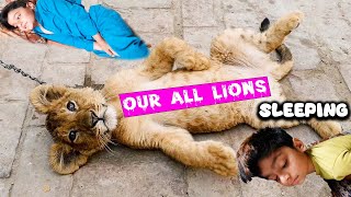 our all lions sleeping 😴🐅 zoo in house 😍 new pet house vlog