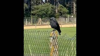 Young Jackdaw