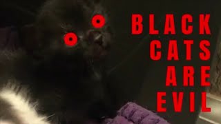 Black Cats Are... EVIL?