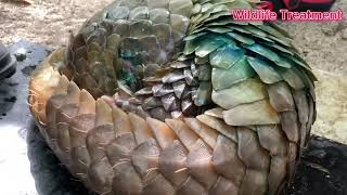 Treated Pangolin problem leg and body, it long time to treatment